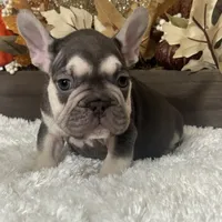 Masked Rojo and Tan Big Rope, a male French Bulldog for sale in Aurora, CO – Photo 9 of 10