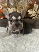 Masked Rojo and Tan Big Rope, a male French Bulldog for sale in Aurora, CO – Photo 9 of 10