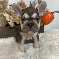 Masked Rojo and Tan Big Rope, a male French Bulldog for sale in Aurora, CO – Photo 2 of 10