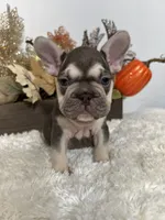 Masked Rojo and Tan Big Rope, a male French Bulldog for sale in Aurora, CO – Photo 2 of 10