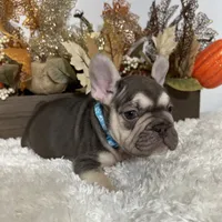 Masked Rojo and Tan Big Rope, a male French Bulldog for sale in Aurora, CO – Photo 7 of 10