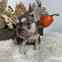 Masked Rojo and Tan Big Rope, a male French Bulldog for sale in Aurora, CO – Photo 6 of 10