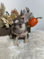 Masked Rojo and Tan Big Rope, a male French Bulldog for sale in Aurora, CO – Photo 6 of 10