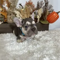 Masked Rojo and Tan Big Rope, a male French Bulldog for sale in Aurora, CO – Photo 8 of 10