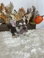 Masked Rojo and Tan Big Rope, a male French Bulldog for sale in Aurora, CO – Photo 8 of 10