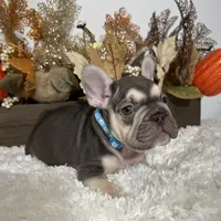 Masked Rojo and Tan Big Rope, a male French Bulldog for sale in Aurora, CO – Photo 10 of 10