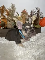 Masked Rojo and Tan Big Rope, a male French Bulldog for sale in Aurora, CO – Photo 10 of 10