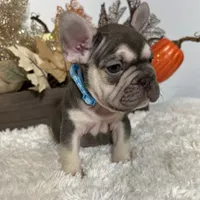 Masked Rojo and Tan Big Rope, a male French Bulldog for sale in Aurora, CO – Photo 1 of 10