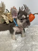 Masked Rojo and Tan Big Rope, a male French Bulldog for sale in Aurora, CO – Photo 1 of 10