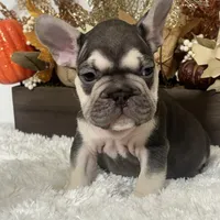 Masked Rojo and Tan Big Rope, a male French Bulldog for sale in Aurora, CO – Photo 3 of 10