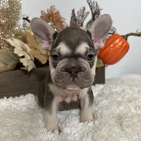 Masked Rojo and Tan Big Rope, a male French Bulldog for sale in Aurora, CO – Photo 4 of 10