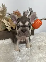 Masked Rojo and Tan Big Rope, a male French Bulldog for sale in Aurora, CO – Photo 4 of 10