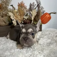 Masked Rojo and Tan Big Rope, a male French Bulldog for sale in Aurora, CO – Photo 5 of 10