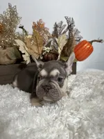 Masked Rojo and Tan Big Rope, a male French Bulldog for sale in Aurora, CO – Photo 5 of 10