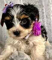 Miss Violet , a female Biewer for sale in Aurora, CO – Photo 2 of 2