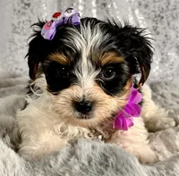 Miss Violet , a female Biewer for sale in Aurora, CO – Photo 1 of 2