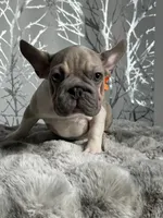 Irish Pied Lilac velvet Female, a female French Bulldog for sale in Aurora, CO – Photo 10 of 10