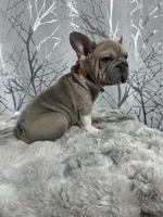 Irish Pied Lilac velvet Female, a female French Bulldog for sale in Aurora, CO – Photo 6 of 10