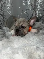 Irish Pied Lilac velvet Female, a female French Bulldog for sale in Aurora, CO – Photo 9 of 10