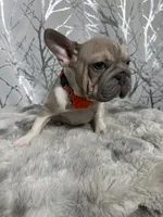 Irish Pied Lilac velvet Female, a female French Bulldog for sale in Aurora, CO – Photo 4 of 10