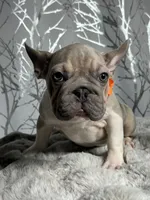 Irish Pied Lilac velvet Female, a female French Bulldog for sale in Aurora, CO – Photo 8 of 10