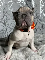 Irish Pied Lilac velvet Female, a female French Bulldog for sale in Aurora, CO – Photo 5 of 10