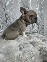 Irish Pied Lilac velvet Female, a female French Bulldog for sale in Aurora, CO – Photo 1 of 10