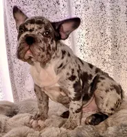 Merlin the Merle, a male French Bulldog for sale in Aurora, CO – 3 of 3