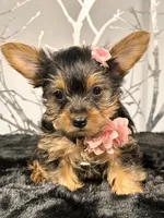 Cupcake, a female Yorkshire Terrier for sale in Aurora, CO – Photo 7 of 7