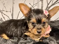Cupcake, a female Yorkshire Terrier for sale in Aurora, CO – Photo 6 of 7