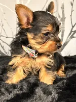 Cupcake, a female Yorkshire Terrier for sale in Aurora, CO – Photo 4 of 7