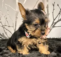 Cupcake, a female Yorkshire Terrier for sale in Aurora, CO – Photo 3 of 7