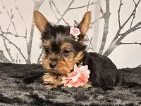 Cupcake, a female Yorkshire Terrier for sale in Aurora, CO – Photo 2 of 7