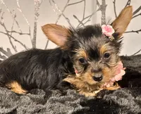 Cupcake, a female Yorkshire Terrier for sale in Aurora, CO – Photo 5 of 7