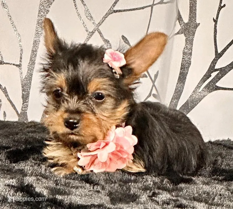 Cupcake – Yorkshire Terrier puppy for sale in Aurora, CO