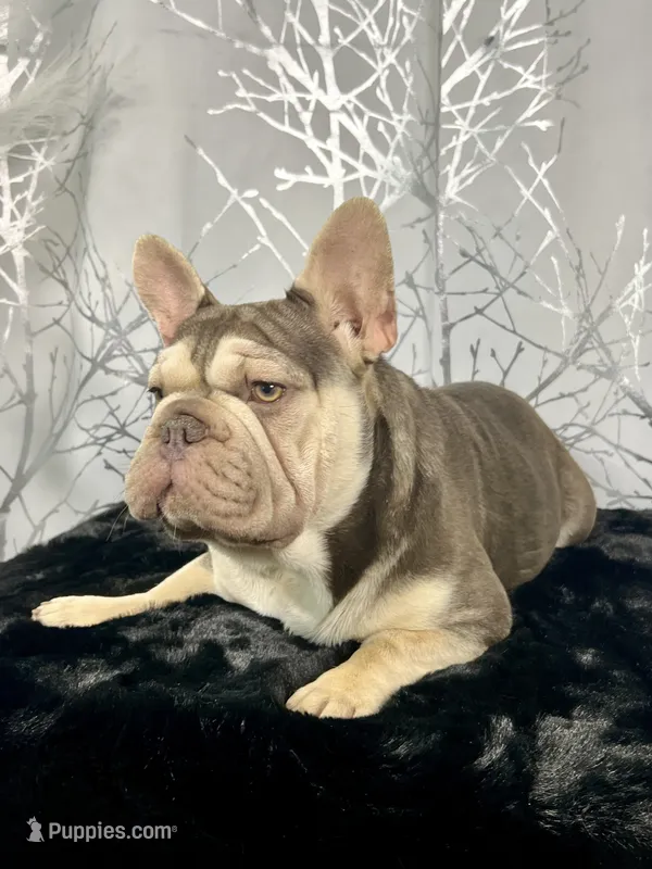 Masked Rojo and Tan Big Rope – French Bulldog puppy for sale in Aurora, CO