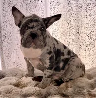 Merlin the Merle, a male French Bulldog for sale in Aurora, CO – 2 of 3