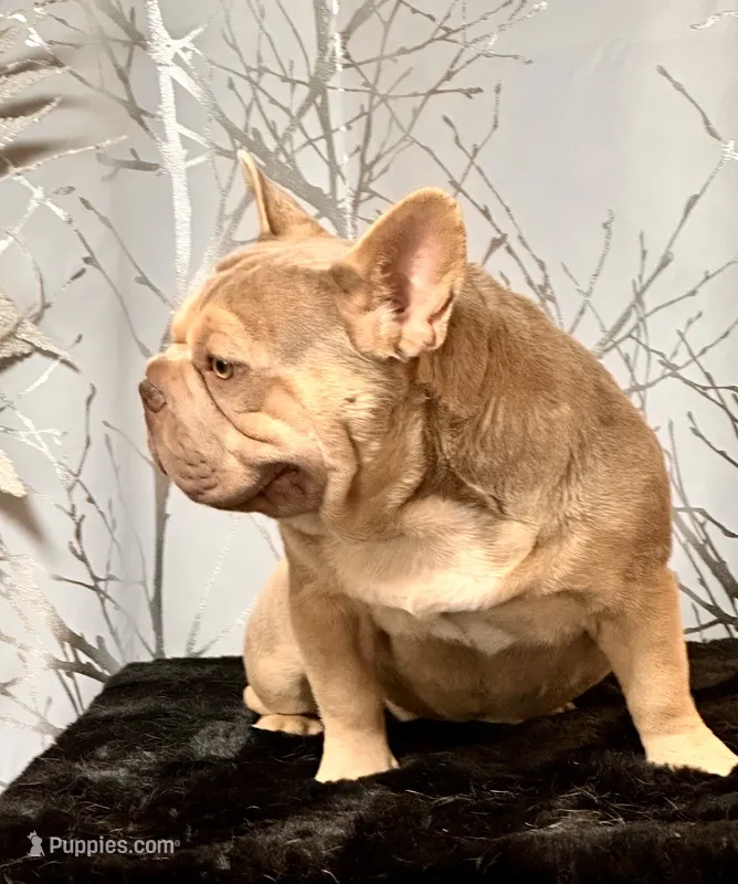 New Shade Big Rope Male 2 – French Bulldog puppy for sale in Aurora, CO