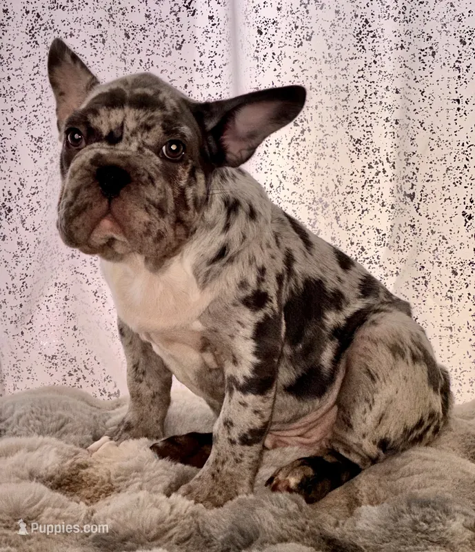 Merlin the Merle – French Bulldog puppy for sale in Aurora, CO
