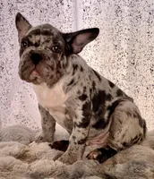 Merlin the Merle, a male French Bulldog for sale in Aurora, CO – 1 of 3