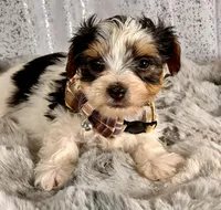 Sir Brown, a male Biewer for sale in Aurora, CO – Photo 1 of 2