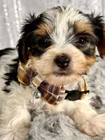 Sir Brown, a male Biewer for sale in Aurora, CO – Photo 2 of 2