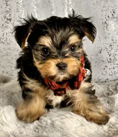 Mr Bear, a male Biewer for sale in Aurora, CO – Photo 1 of 2