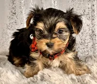 Mr Bear, a male Biewer for sale in Aurora, CO – Photo 2 of 2