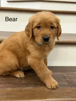 Bear, a male Golden Retriever for sale in Fredericksburg, TX – 1 of 3