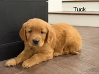 Tuck (female) , a female Golden Retriever for sale in Fredericksburg, TX – 2 of 6