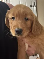 Tuck (female) , a female Golden Retriever for sale in Fredericksburg, TX – 3 of 6