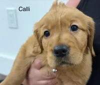 Calli, a female Golden Retriever for sale in Fredericksburg, TX – 2 of 5