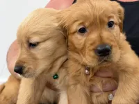 Calli, a female Golden Retriever for sale in Fredericksburg, TX – 3 of 5