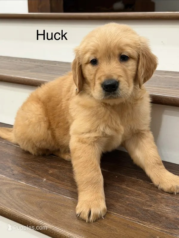 Huck – Golden Retriever puppy for sale in Fredericksburg, TX